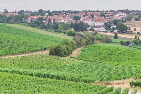 Weinberge. Klick führt zu Großansicht in einer Lightbox. Zum Schließen der Lightbox ESC drücken.