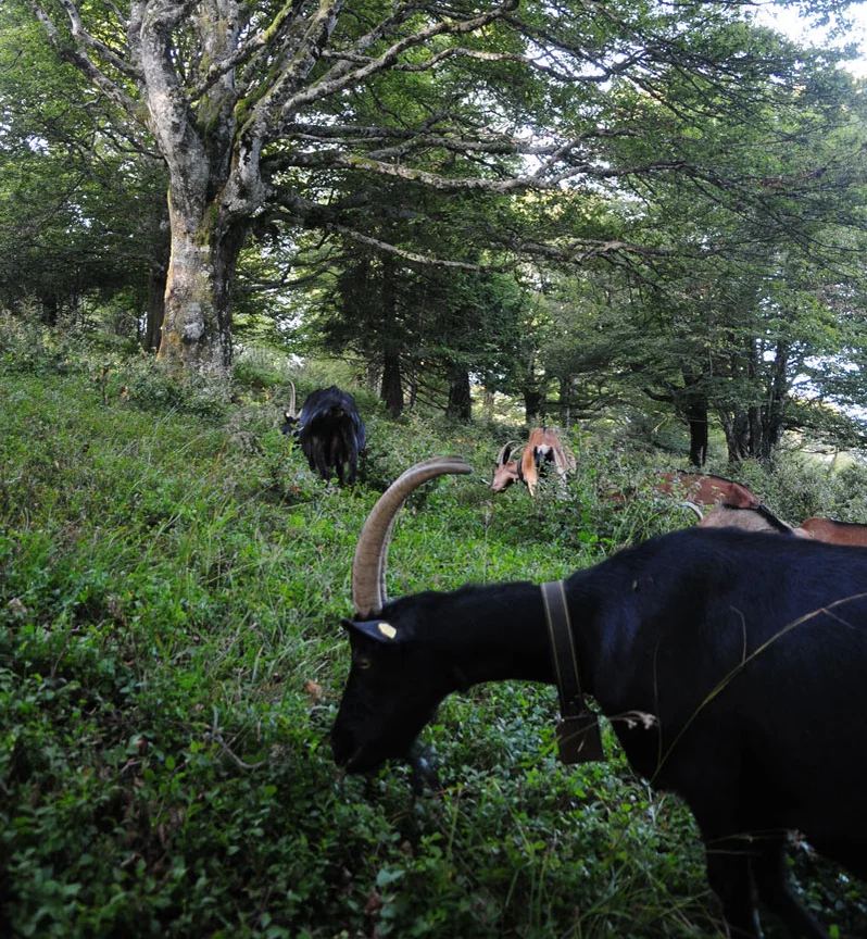 Mehrere Ziegen bewegen sich in einem lichten Wald zwischen Bäumen und Sträuchern und fressen an krautiger Vegetation und jungen Gehölzen. Klick führt zu Großansicht in neuem Fenster, shcließen per ESC.