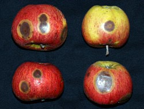 Äpfel mit Lagerfäule