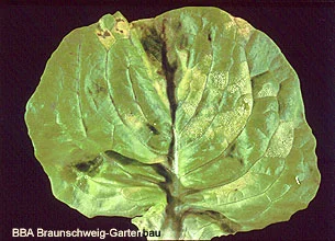 Falscher Mehltau am Kopfsalat, blattoberseits. Klick führt zu vergrößertem Bild in neuem Fenster