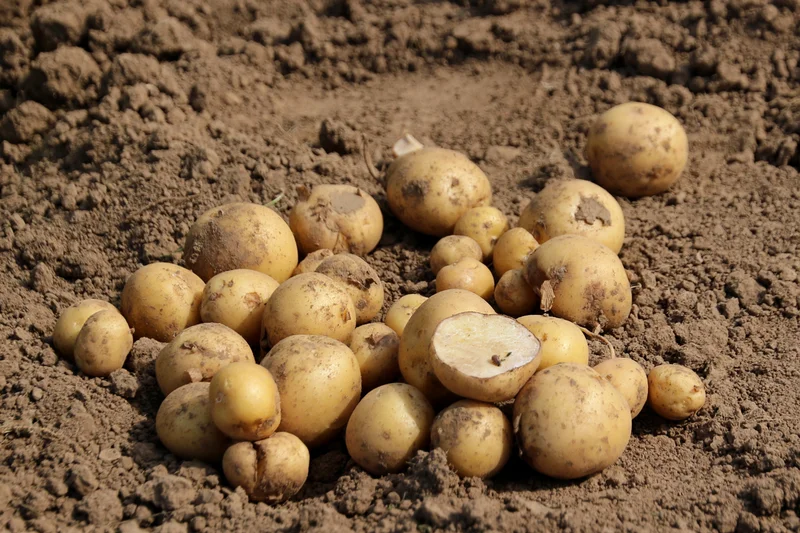 Kartoffeln auf einem Acker. Manche sind angeschnitten. Klick führt zu Großansicht.