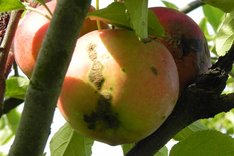 Möglichkeiten zur Kupferminimierung in der ökologischen Apfelproduktion