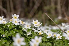 Pflanze des Monats März 2023: Buschwindröschen (Anemone nemorosa)