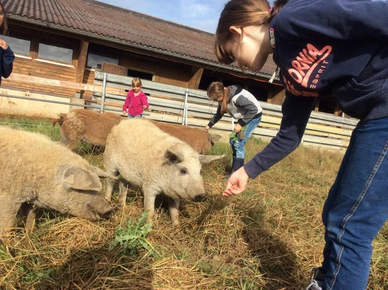 Wollschweine