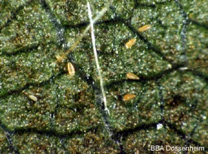 Apfelrostmilbe (Aculus schlechtendali)