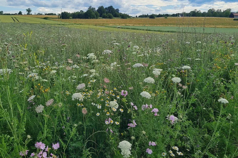 Blühende Wiese ein Zeichen der Artenvielfalt