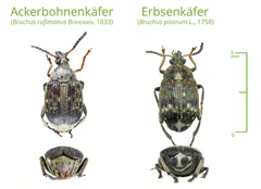 Vergleich Erbsenkäfer Ackerbohnenkäfer Bruchus
