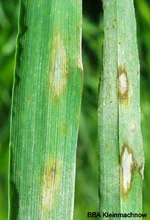 Rhynchosporium Fleckenbildung