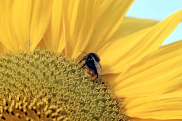 Sonnenblume mit Biene, Klick führt zu Großansicht, Schließen mit ESC