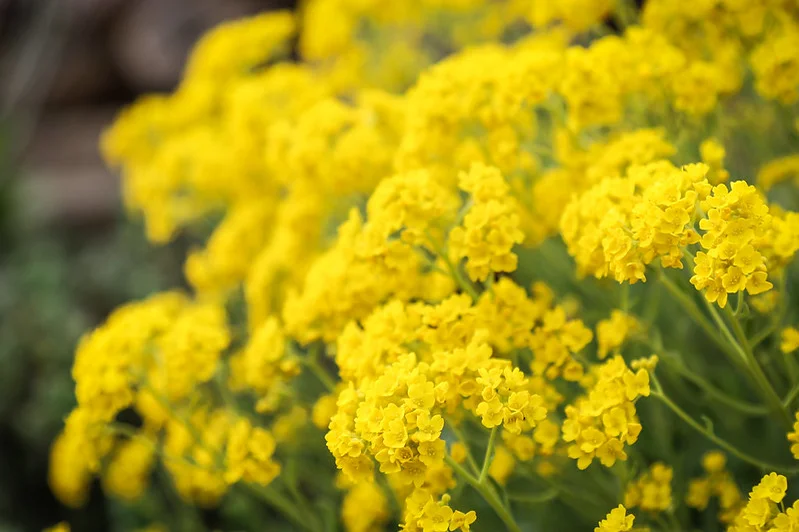 Berg-Steinkraut (Alyssum montanum). Klick führt zu Großansicht in einer Lightbox. Zum Schließen der Lightbox ESC drücken.