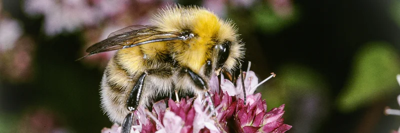 Helle Erdhummel