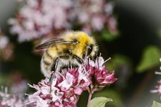 Helle Erdhummel (Bombus lucorum LINNAEUS, 1761)