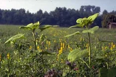 Anbaugrundsätze und Mischungsbeispiele für Zwischenfrüchte