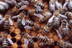 Bio-Bienenhaltung