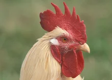 Bekanntmachung zur Tiergesundheit in der Geflügelhaltung