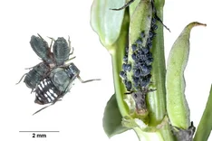 Schwarze Bohnenlaus, Rübenblattlaus (Aphis fabae)