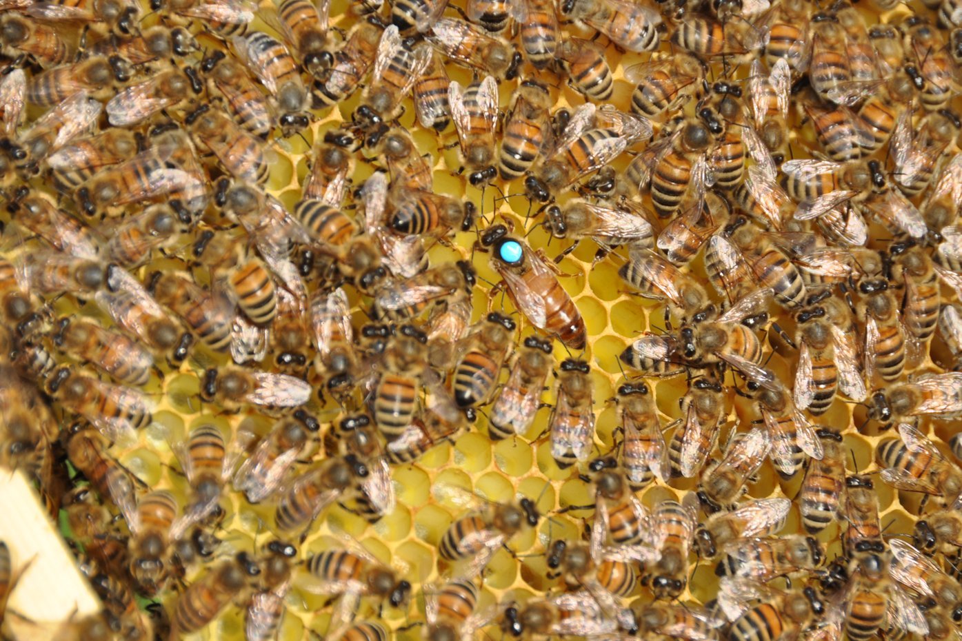 Bienenkönigin inmitten ihres Volkes