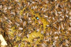 Herausforderungen der Klimakrise für die Bienenhaltung
