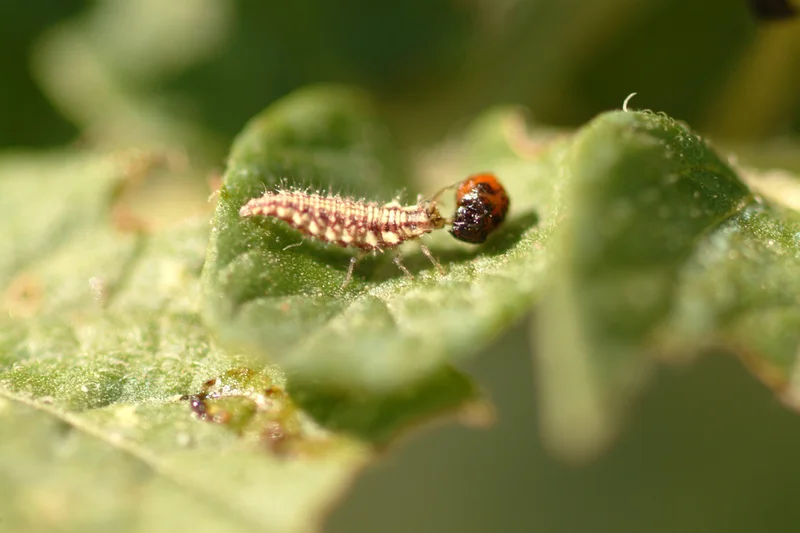 Larve der Florfliege saugt Kartoffelkäferlarve aus.