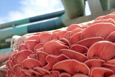 Paradiespilze: Pilzanbau in Bio-Qualität