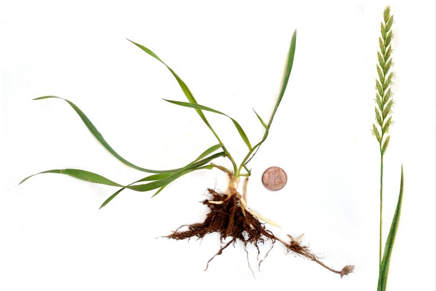 Quecke (Elymus repens, Agropyron repens)