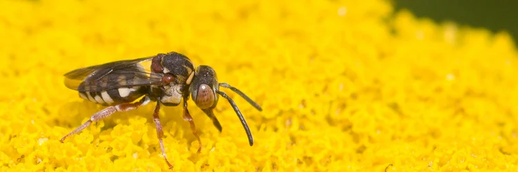 Heide-Filzbiene auf Blüte.