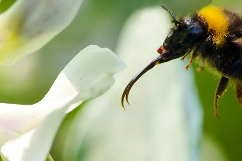 Hummel an Ackerbohne, Klick führt zu Großansicht