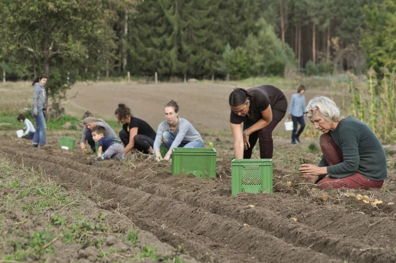 Menschen beim Kartoffeln ernten