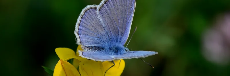 Schmetterling