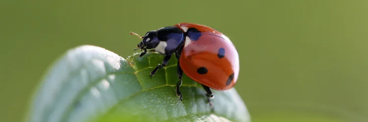 Marienkäfer auf Blatt.