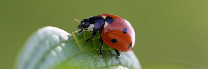 Marienkäfer, Foto: Andreas Häuslbetz, iStock, Getty Images Plus via Getty Images