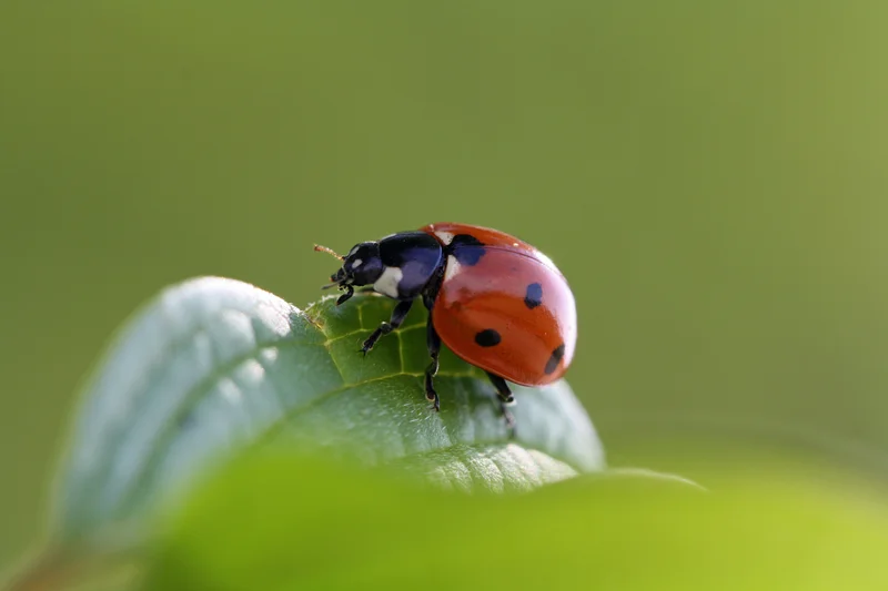 Marienkäfer. Foto: Andreas Häuslbetz, iStock, Getty Images Plus via Getty Images