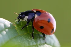 Tierische Helfer - Marienkäfer und Co.