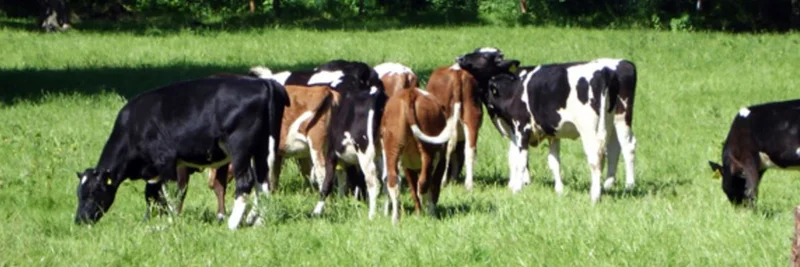 Rinder auf der Weide