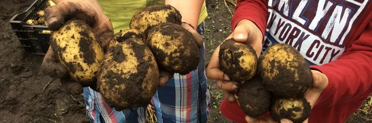 Frisch ausgebuddelte Kartoffeln
