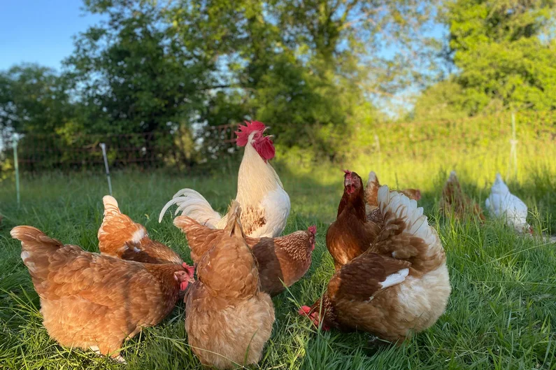 Hahn und Hühner auf einer Wiese. Klick auf Bild führt zu neuer Seite auf Oekolandbau.de