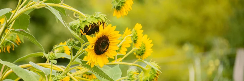 Sonnenblumen.