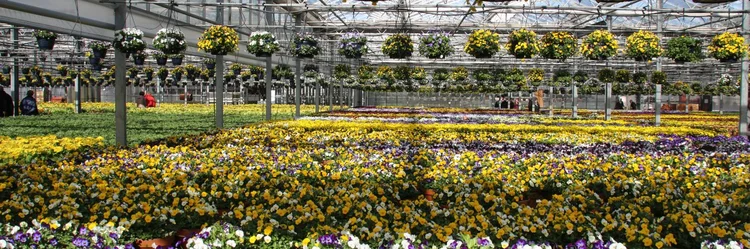 Blumenampeln und Blumentöpfe in einer Gärtnerei