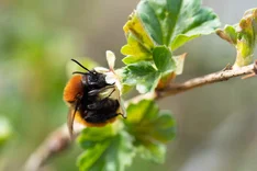 Fuchsrote Lockensandbiene (Andrena fulva, MÜLLER 1766)