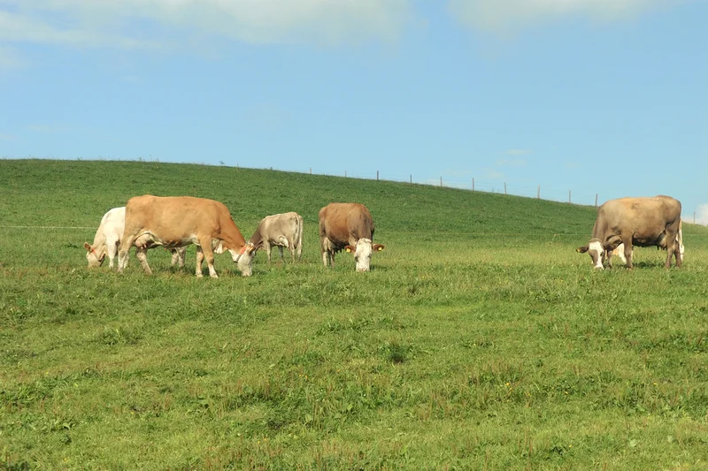 Praxisnahe Managementhilfe zur Beurteilung des Tierwohls bei Milchvieh