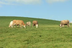 Praxisnahe Managementhilfe zur Beurteilung des Tierwohls bei Milchvieh