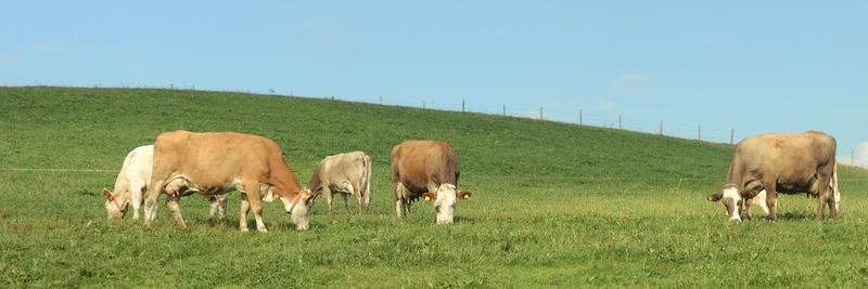 Kühe auf der Weide.