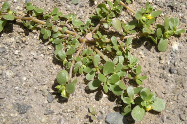 Gemüse-Portulak Portulaca oleracea