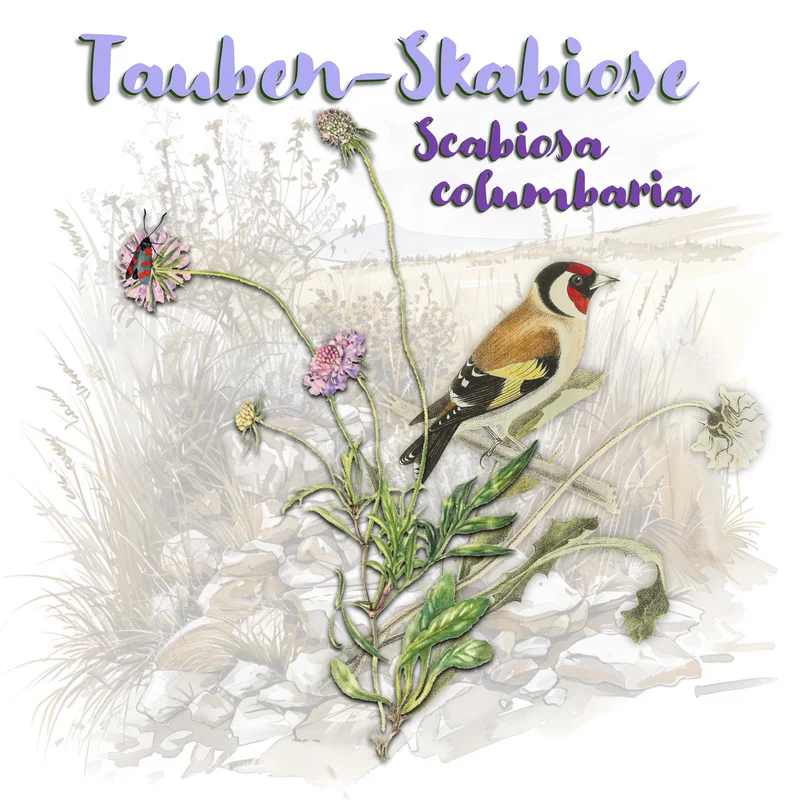 Grafische Darstellung der Tauben-Skabiose. Klick führt zu Großansicht.