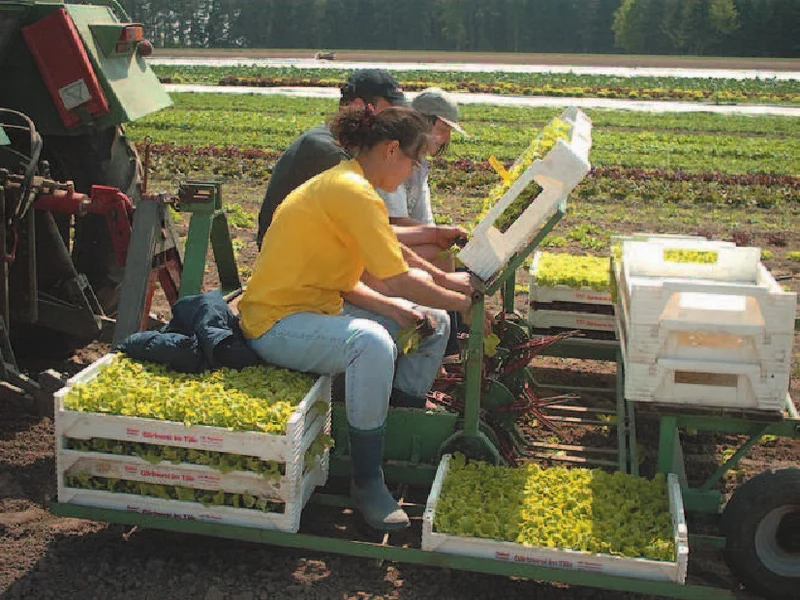 Menschen auf dem Feld