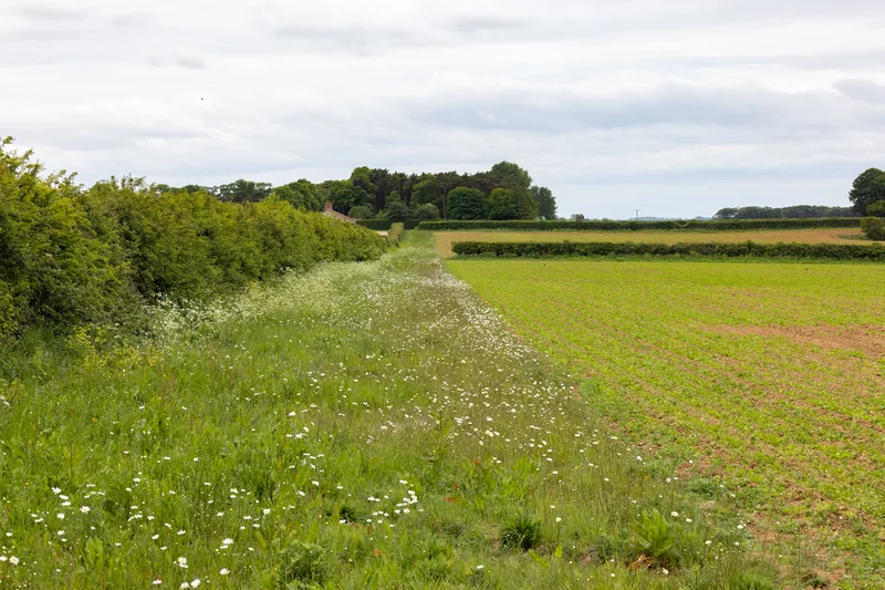 Agrarlandschaft mit Hecken, Wildwiese und Acker. Klick führt zu Großansicht in neuem Fenster.