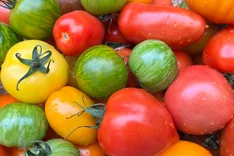 Bio-Fruchtgemüse: Hohe Nachfrage, aber viele Importe