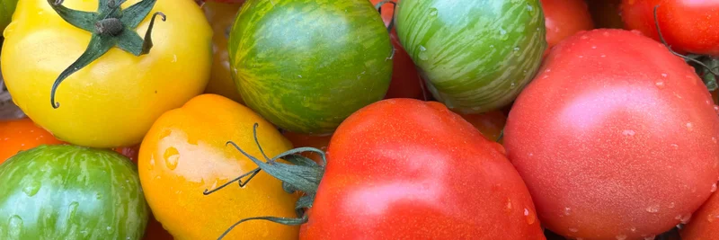 Verschiedenfarbige Tomaten.