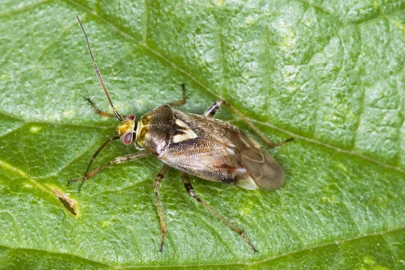 Trübe Wiesenwanze (Lygus rugulipennis, auch Trübe Feldwanze, Behaarte Wiesenwanze) und andere Weichwanzen