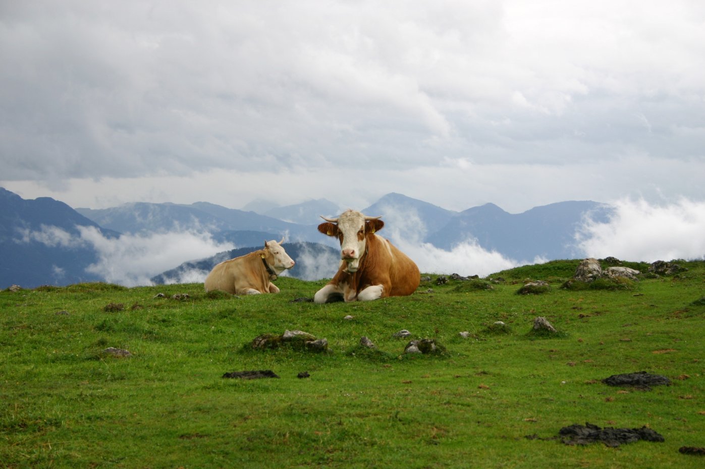Kühe auf einer Weide vor Alpen